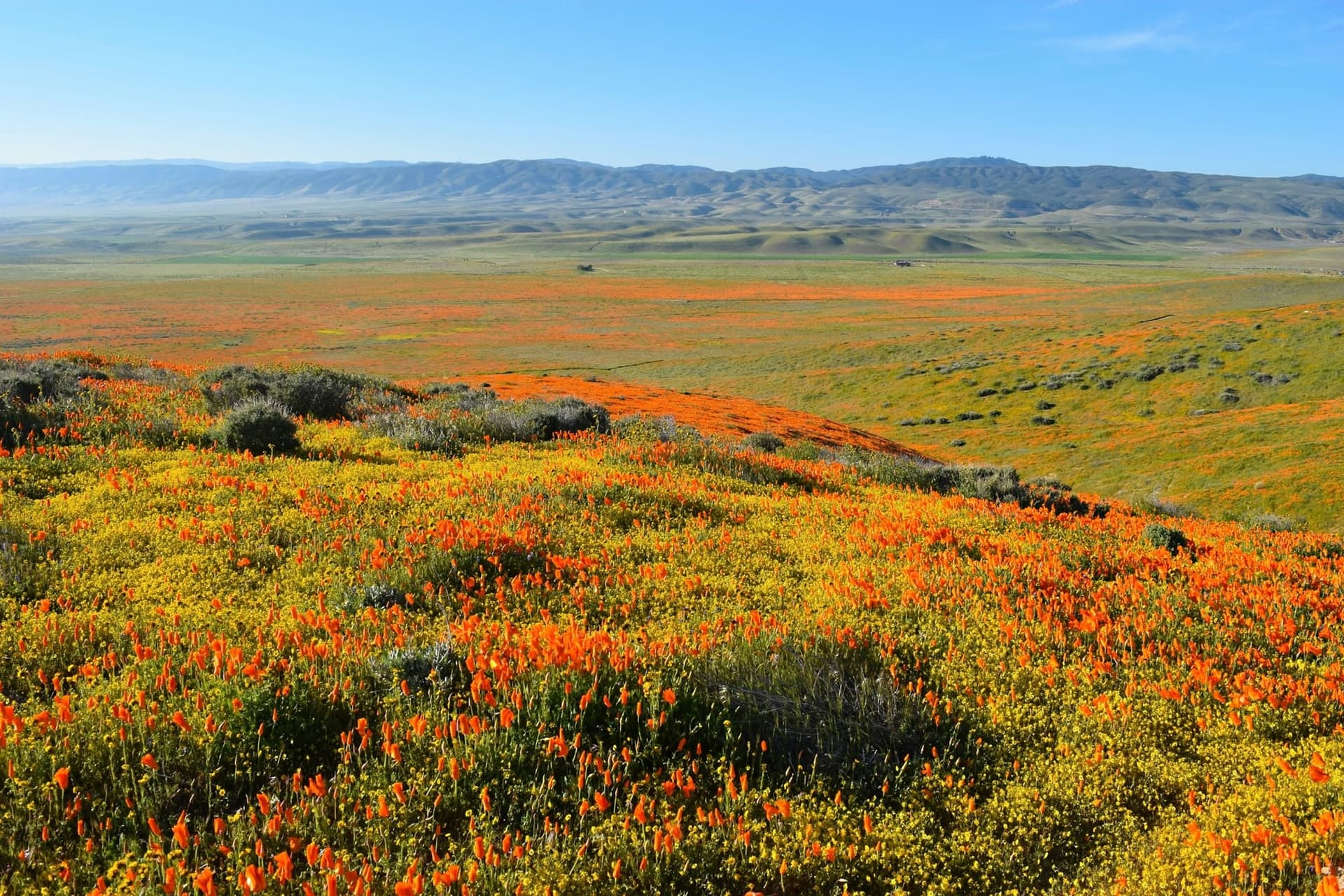 California poppies blooming across the Antelope Valley with foothills in the distance