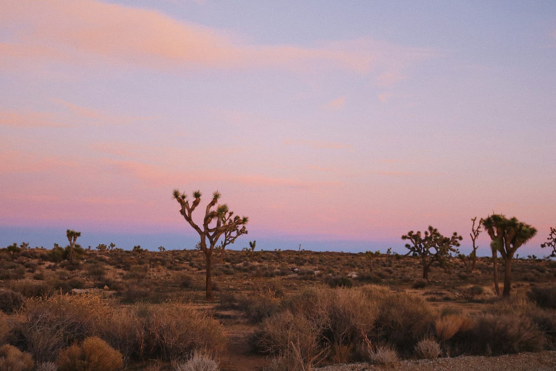 Joshua trees silhouetted against a high-desert sky at dusk